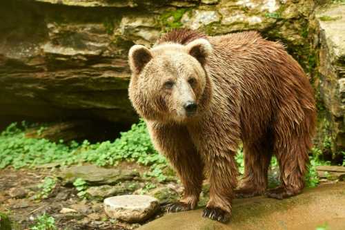 A wet brown bear stands on a rocky surface surrounded by greenery.