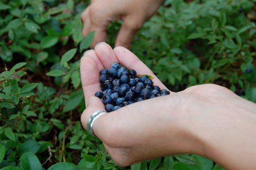 A hand holding a handful of freshly picked blueberries, surrounded by green foliage.