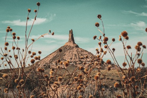 A rocky formation rises in the background, framed by dried flowers and a clear blue sky.