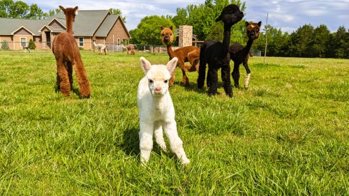 A white alpaca cria stands in a grassy field with three adult alpacas in the background.