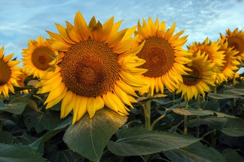 A field of vibrant sunflowers under a blue sky, showcasing their bright yellow petals and textured centers.