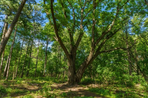 A large, leafy tree stands in a lush green forest under a clear blue sky. Sunlight filters through the branches.