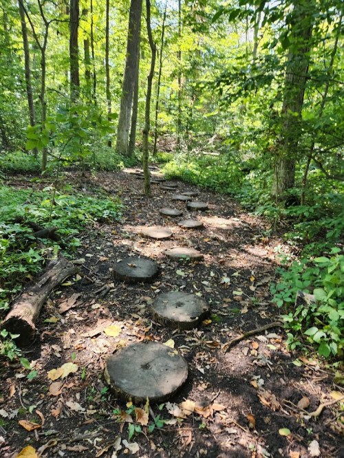 A forest path with wooden stepping stones surrounded by lush greenery and trees.