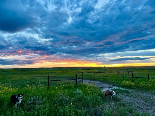 Two dogs stand in a grassy field at sunset, with vibrant clouds and a distant gate in the background.