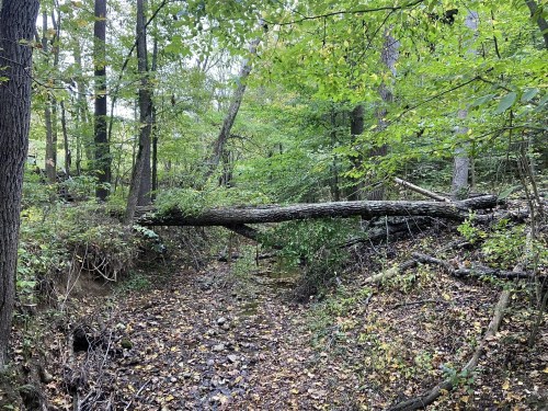 A fallen tree spans a dry creek bed, surrounded by lush green foliage in a wooded area.