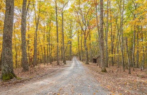 A gravel road winds through a forest of tall trees with vibrant autumn leaves in shades of yellow and orange.