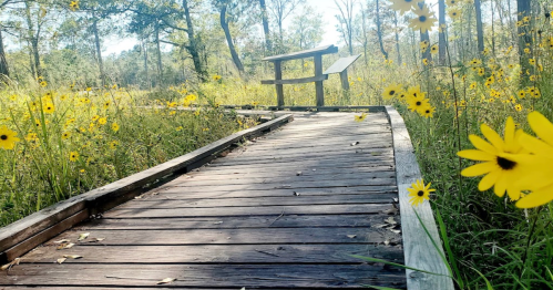 A wooden path through a field of yellow flowers, leading to a small observation area in a natural setting.