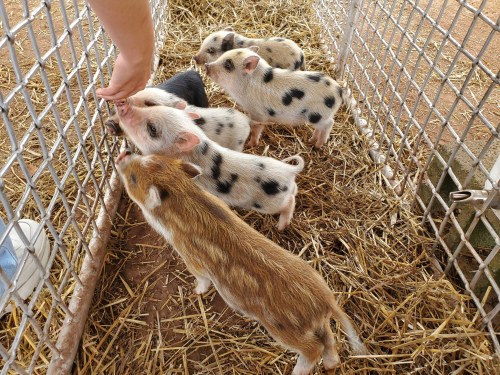 A hand feeding small piglets in a pen filled with straw. The piglets have various black and white spots.