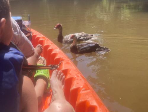 A close-up of a kayak with feet visible, two ducks swimming nearby in calm water.