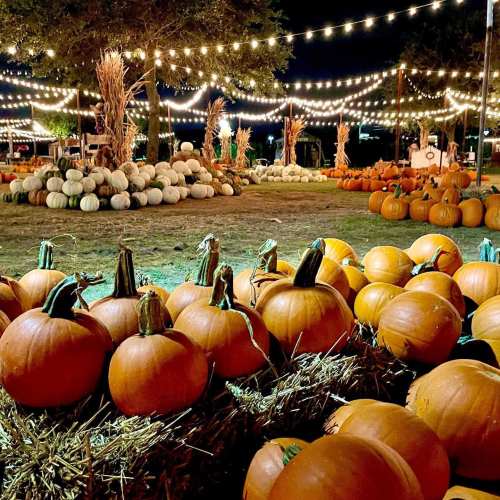 A pumpkin patch at night, illuminated by string lights, with piles of pumpkins and decorative gourds in the background.