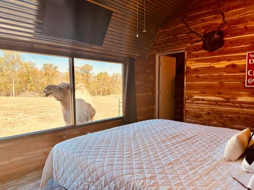 A cozy cabin interior with a bed, featuring a camel peering through the window.