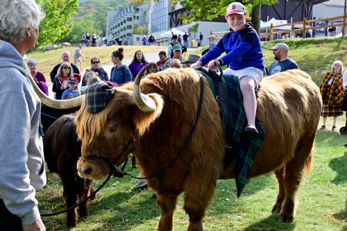 A child in a blue jacket sits on a Highland cow, surrounded by a crowd at an outdoor event.
