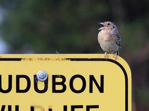 A small bird perched on a yellow Audubon wildlife sign, singing with a blurred green background.