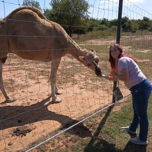 A person feeding a camel through a fence in a sunny outdoor setting.