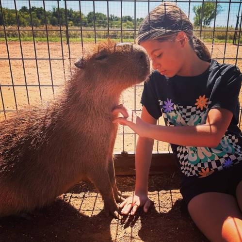 A girl gently interacts with a capybara in a sunny outdoor setting, both appearing calm and friendly.