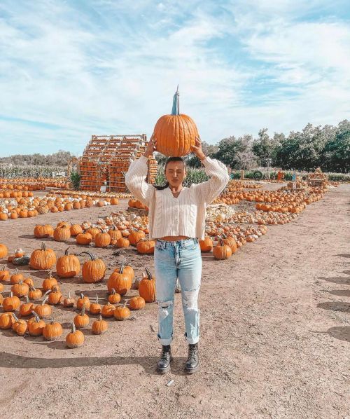 A person holds a large pumpkin above their head in a pumpkin patch surrounded by many pumpkins and a blue sky.