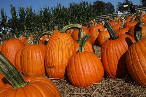 A field of bright orange pumpkins resting on straw, with corn stalks in the background under a clear blue sky.