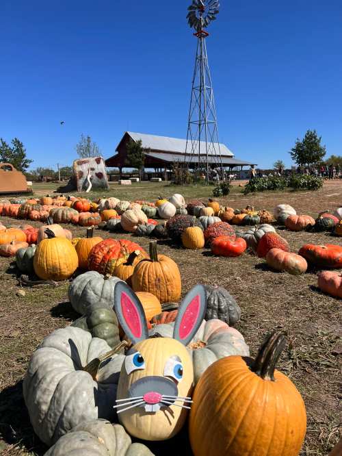 A whimsical painted pumpkin with bunny ears among various pumpkins on a sunny day, with a barn and windmill in the background.