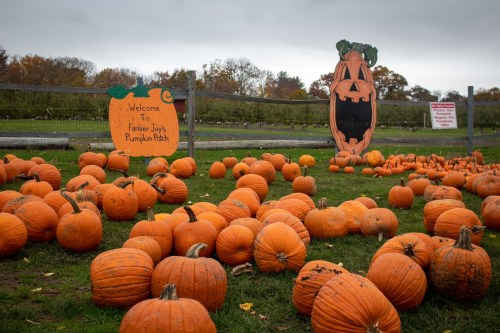 A pumpkin patch with numerous pumpkins scattered on the ground and a sign welcoming visitors.