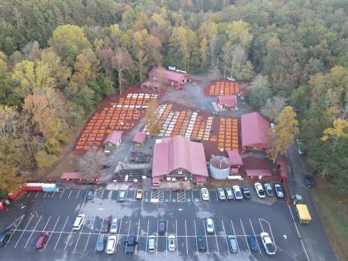 Aerial view of a pumpkin patch with orange pumpkins, surrounded by trees and a parking lot filled with cars.
