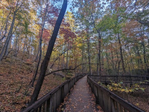 A wooden path winds through a colorful autumn forest with vibrant leaves and tall trees.
