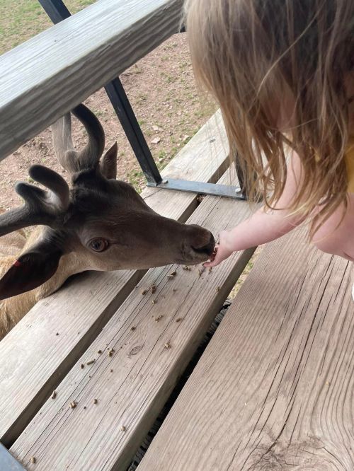 A child feeding a deer from a wooden deck, with the deer reaching out for food.