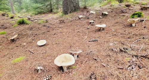 A forest floor covered in pine needles, featuring scattered mushrooms and pine cones among trees and moss.