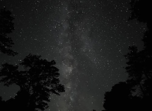 A starry night sky filled with countless stars and the Milky Way, framed by silhouettes of trees.