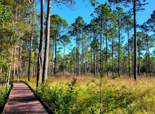 A wooden path winds through a lush green forest with tall pine trees under a clear blue sky.