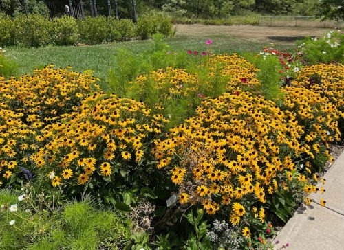 A vibrant patch of yellow flowers in full bloom, surrounded by green grass and other colorful plants.