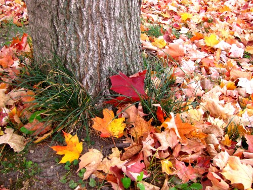 A tree trunk surrounded by a colorful carpet of autumn leaves in shades of red, orange, and yellow.