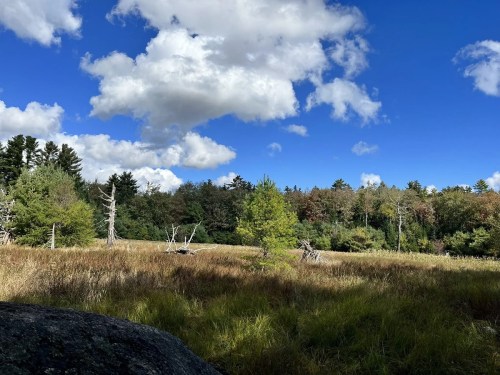 A serene landscape featuring tall grass, scattered trees, and a blue sky with fluffy clouds.