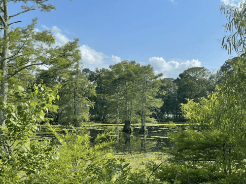 Lush green trees surround a tranquil pond under a clear blue sky with fluffy white clouds.