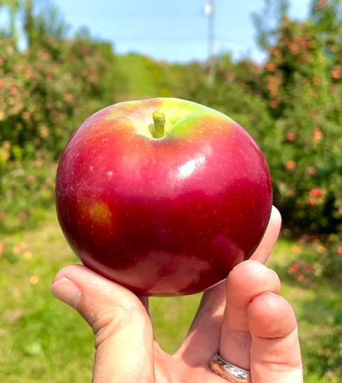 A person holding a shiny red apple in an orchard, with green trees and blue sky in the background.