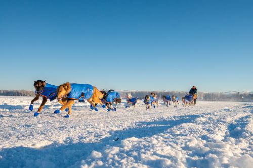 A team of dogs in blue jackets runs through a snowy landscape, pulling a sled under a clear blue sky.