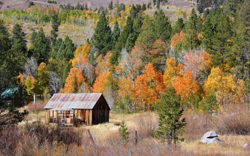 A rustic cabin surrounded by vibrant autumn trees in shades of orange and yellow, set against a forested backdrop.