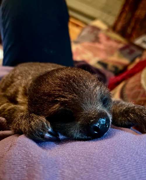 A small, sleeping animal with dark fur rests on a person's lap, looking peaceful and cozy.