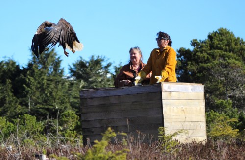 Two people stand by a wooden box as a large bird takes flight in a natural setting.