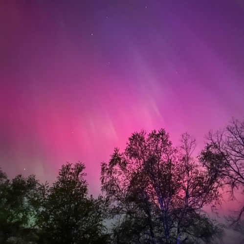 A vibrant night sky with pink and purple hues, illuminated by the aurora borealis, framed by dark tree silhouettes.