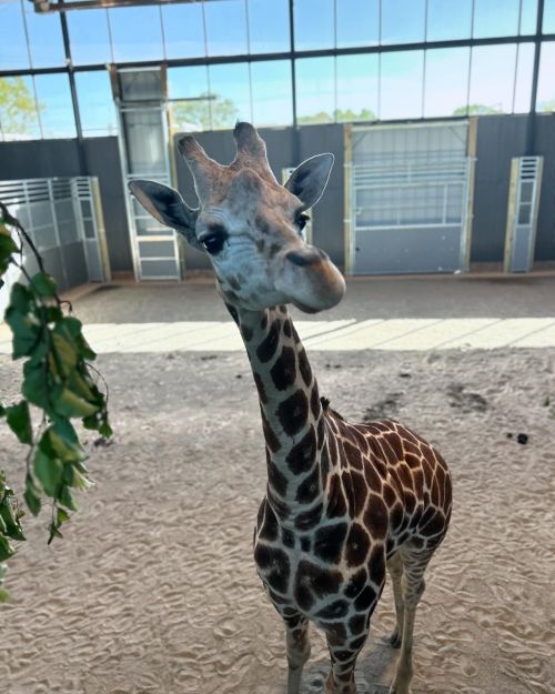 A close-up of a giraffe with a long neck and distinctive spotted coat, looking curiously at the camera.