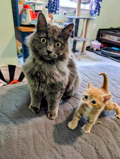 A fluffy gray cat sits next to a small orange kitten on a soft gray blanket.