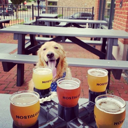 A happy golden retriever sits at a table with a flight of craft beers in front of it.