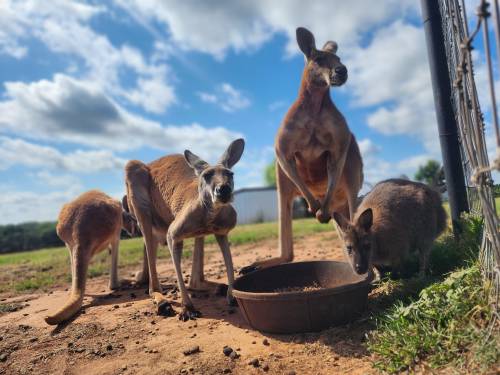 A group of kangaroos and a wallaby gathered around a feeding bowl on a sunny day.