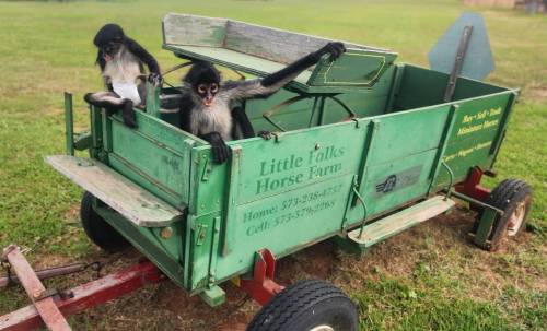 Two monkeys sitting in a green cart at a horse farm, surrounded by grass.