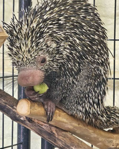 A porcupine sitting on a branch, holding a piece of green food with its paws, surrounded by a cage.