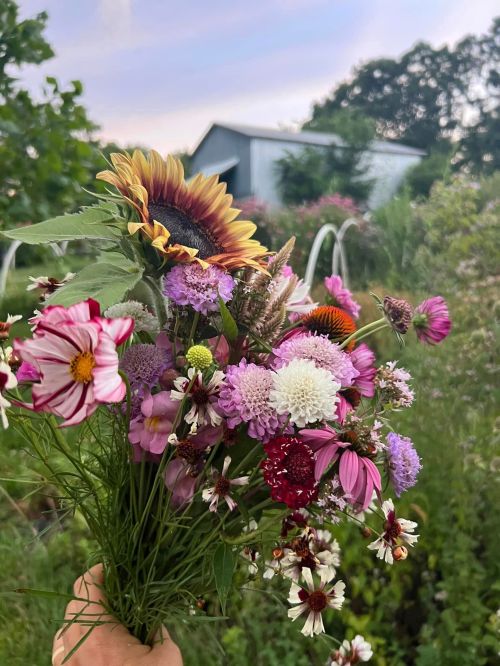A hand holds a vibrant bouquet of mixed wildflowers, including sunflowers and various colorful blooms, against a garden backdrop.