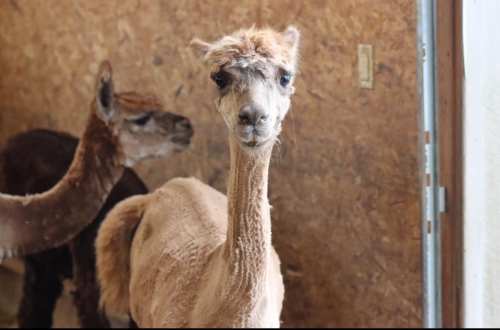 A close-up of a light brown alpaca with a curious expression, standing in a barn with another alpaca in the background.