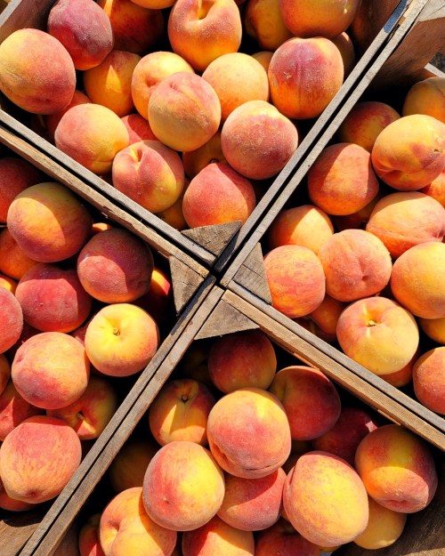 A close-up of ripe peaches in wooden crates, showcasing their vibrant orange and yellow hues.