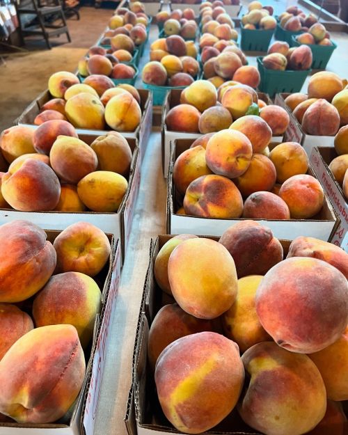 Baskets of ripe peaches arranged neatly at a market, showcasing their vibrant colors and fresh appearance.