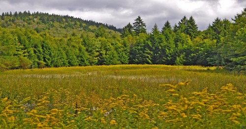 A vibrant field of yellow flowers in the foreground, with lush green trees and a cloudy sky in the background.